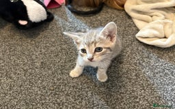 Mixed Breed cats for sale: Silver/grey tabby kitten  - Image 2