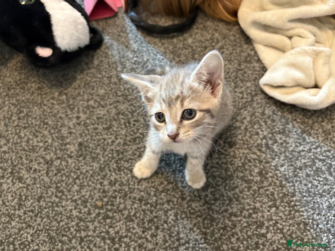 Mixed Breed cats for sale: Silver/grey tabby kitten  - Image 2