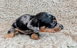 Miniature Dachshund dogs for sale: Beautiful Mini Daschounds Babies For Sale - Image 12