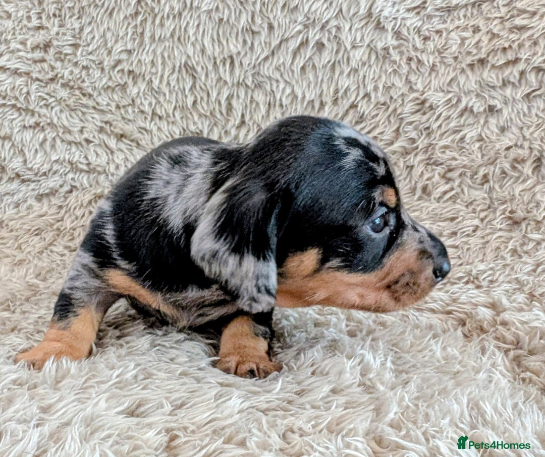 Miniature Dachshund dogs for sale: Beautiful Mini Daschounds Babies For Sale - Image 12