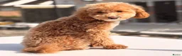 Toy Poodle dogs for sale: Teddy  in Wembley - Advert 5