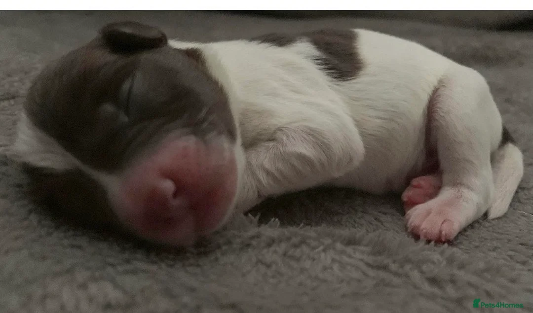 Miniature Schnauzer dogs for stud: KC CHOC/WHITE MIN SCHNAUZER BVA AND MAC CLEAR in Coventry - Advert 20