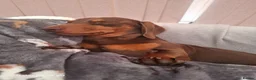 Miniature Dachshund dogs for stud:  Proven Stud Dog Available - Advert 2