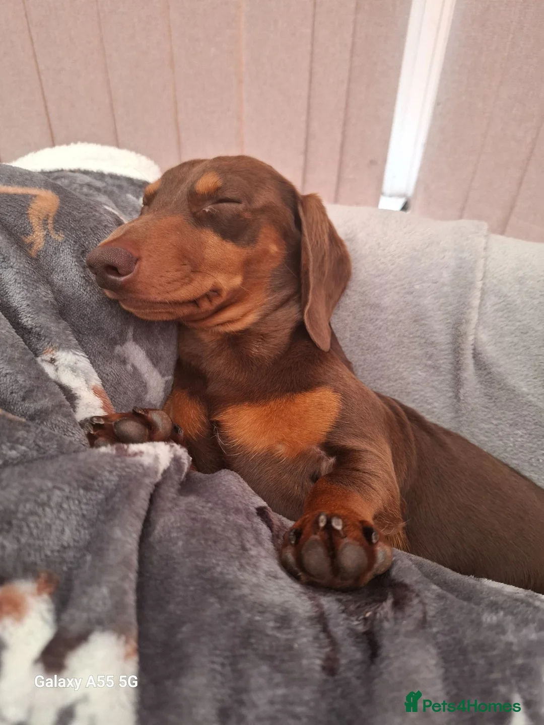 Miniature Dachshund dogs for stud:  Proven Stud Dog Available - Advert 2