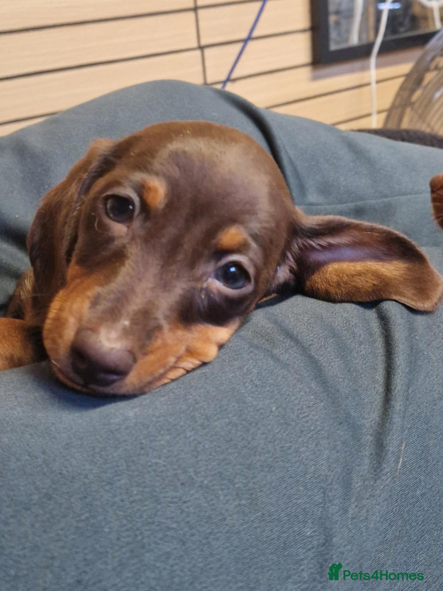 Miniature Dachshund dogs for sale: Beautiful Pups - Advert 13