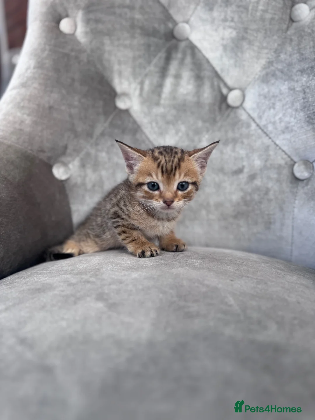 Mixed Breed cats for sale: Lovely kittens  - Advert 21