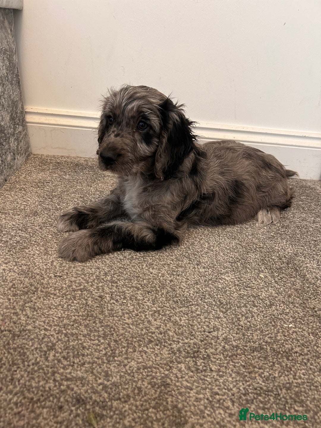 Cockapoo dogs for sale: 🐾Stunning blue merle Cockapoo Girl Puppy🐾 - Image 3