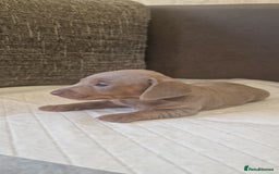 Dachshund dogs for sale: 2 girls and 1 boy miniature dachshund puppies  - Image 23