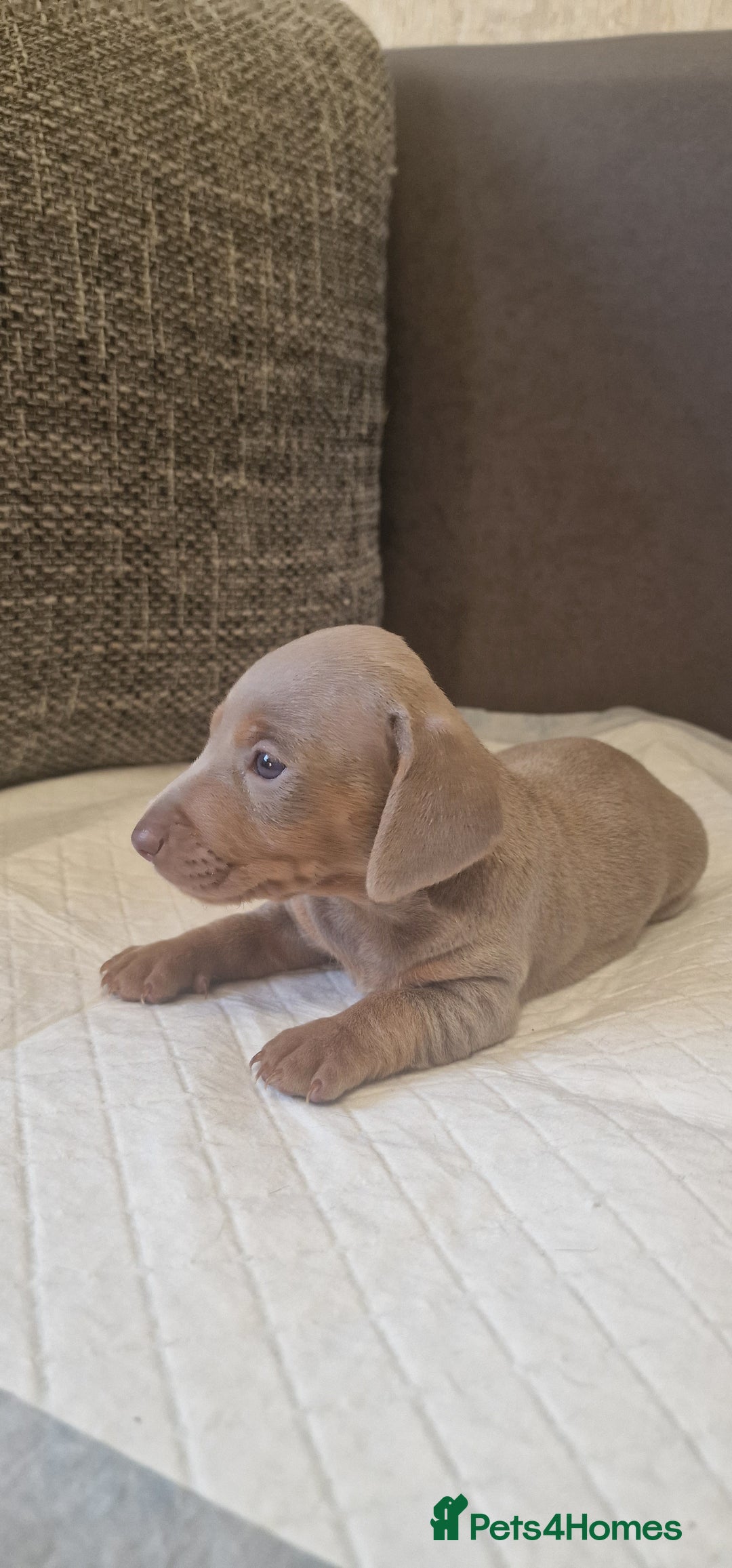 Dachshund dogs for sale: 2 girls and 1 boy miniature dachshund puppies  - Image 23