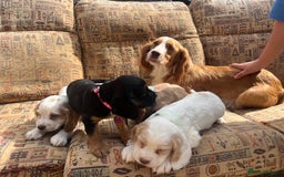 Cocker Spaniel dogs for sale: Stunning working cockers  - Image 1