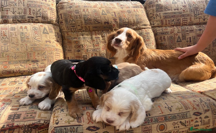 Cocker Spaniel dogs - Advert 10