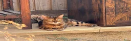 Bengal cats for sale: 2 Bengal Cats *stunning colours* - Advert 5