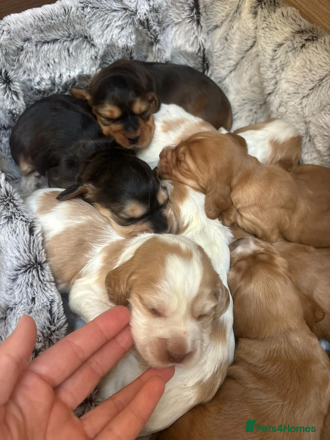 Cocker Spaniel dogs for sale: Show-Type Cocker Spanials in Hinckley - Advert 2