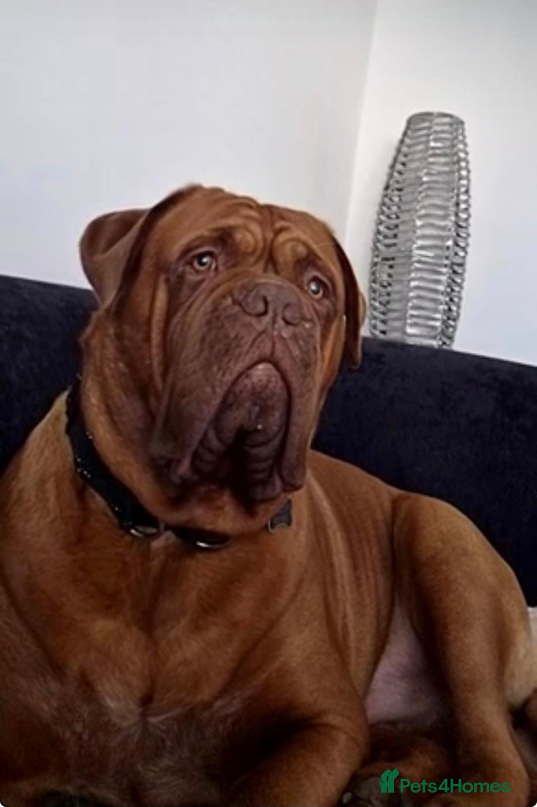 Dogue De Bordeaux dogs Big Dougie for stud - Advert 19