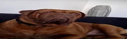 Dogue De Bordeaux dogs for stud: Big Dougie for stud - Advert 1