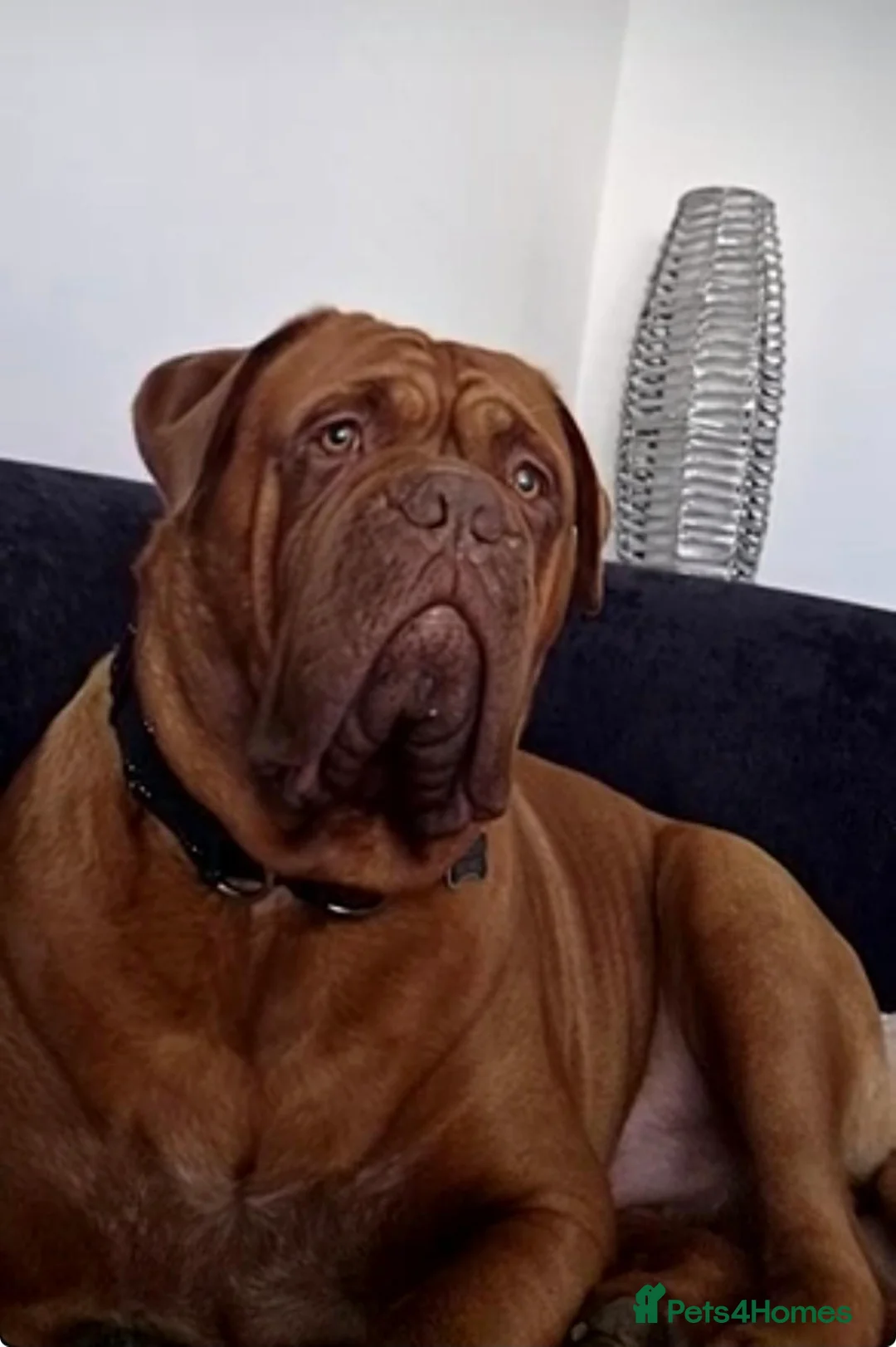 Dogue De Bordeaux dogs for stud: Big Dougie for stud - Advert 1