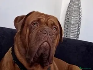 Dogue De Bordeaux dogs Big Dougie for stud - Advert 1