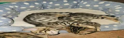 Bengal cats for sale: Bengal Males in Craven Arms - Advert 8
