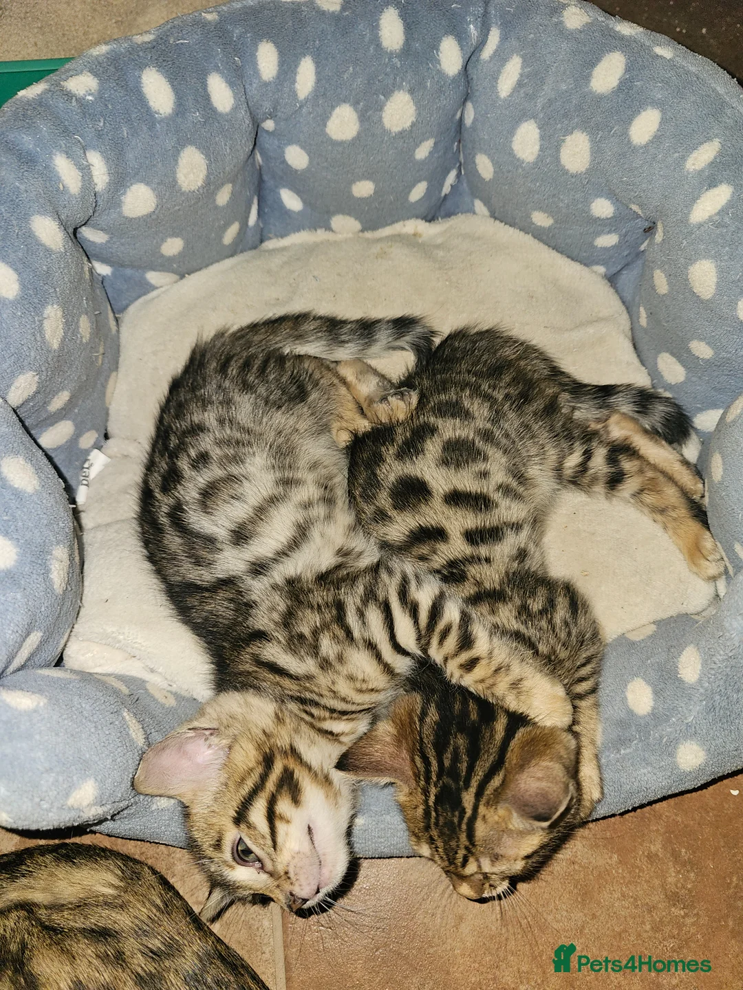 Bengal cats for sale: Bengal Males in Craven Arms - Advert 8