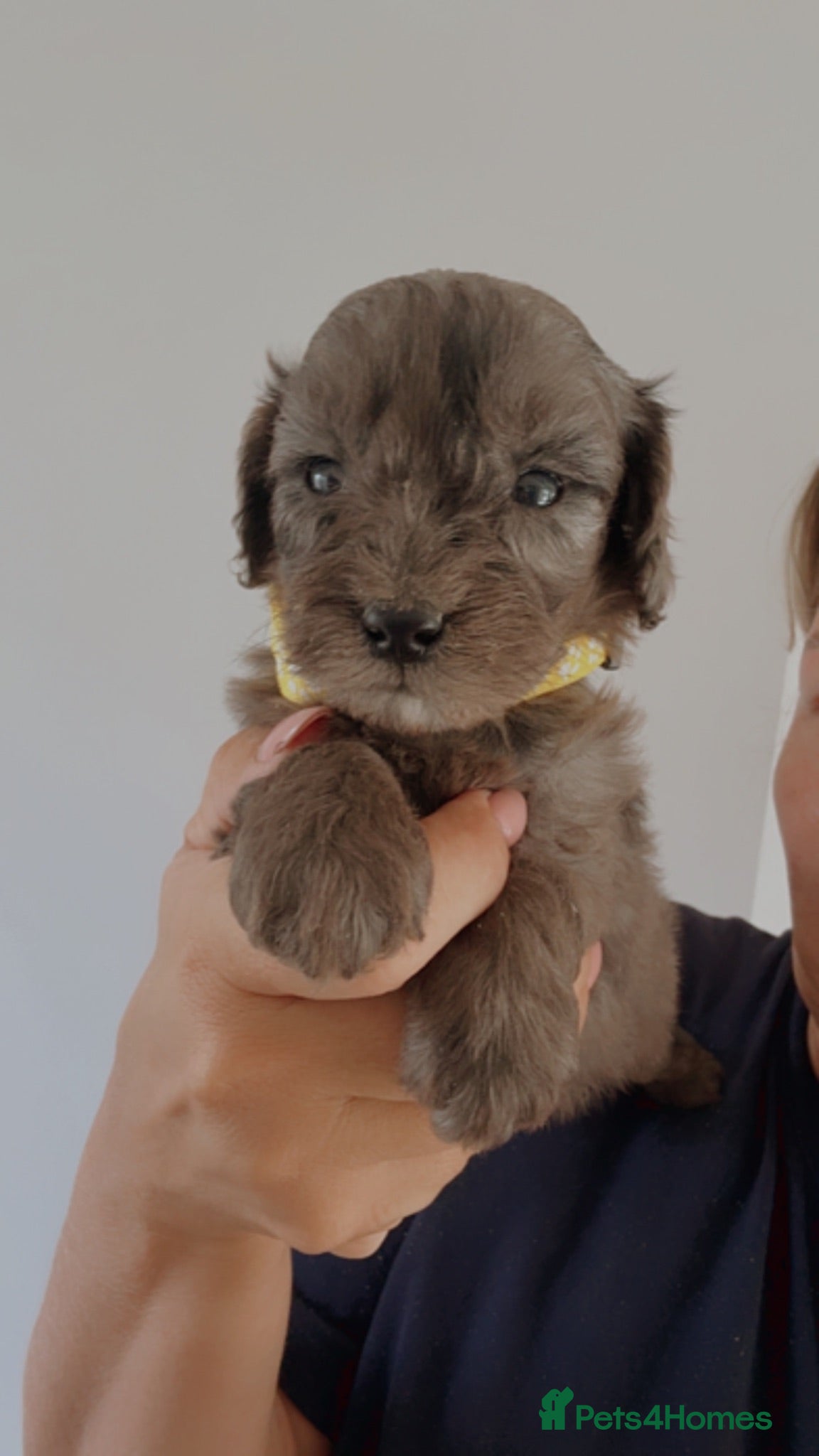 Cavapoo dogs Exceptional miniture Cavapoo puppies - Advert 2