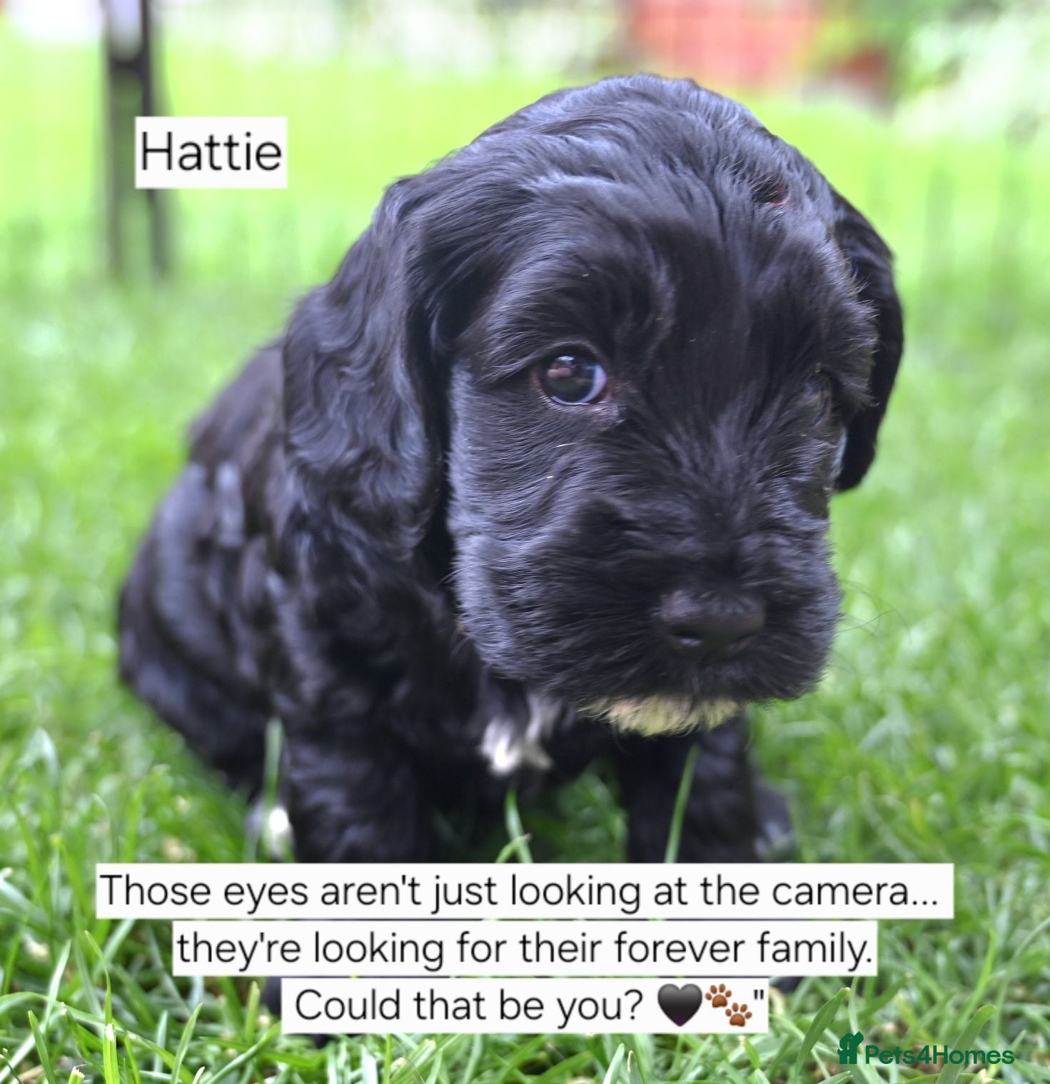 Cockapoo dogs 🐾F2 Cockapoos Puppies Wiltshire💗💗💗💙💙 - Advert 2