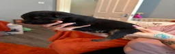 German Shepherd dogs for sale: German shepherd puppies only 4 left  - Advert 4