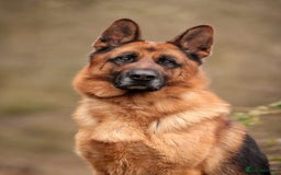 German Shepherd dogs for stud: KC Registered German Shepherd Stud in Stafford - Image 4