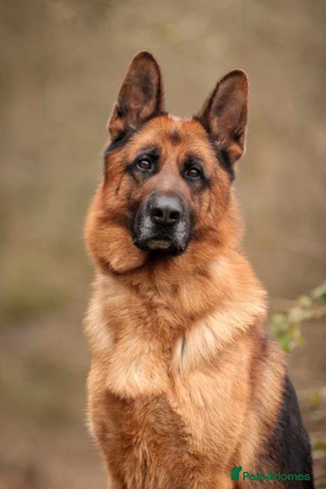 German Shepherd dogs for stud: KC Registered German Shepherd Stud in Stafford - Advert 4