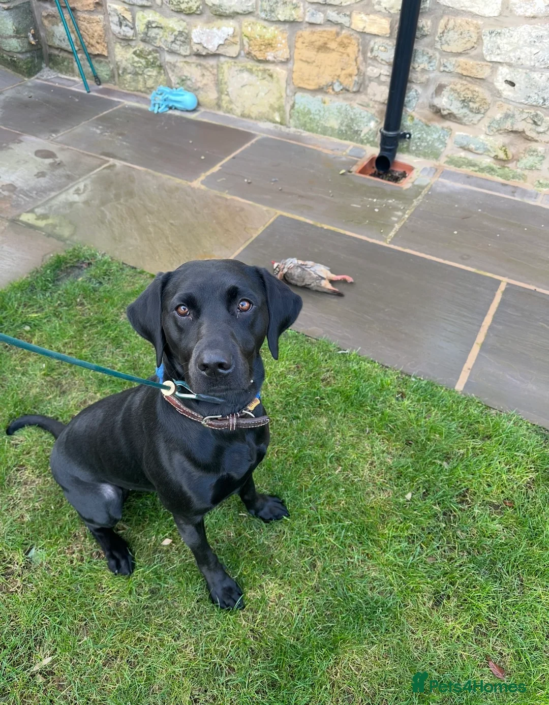 Labrador Retriever dogs for sale: Working labrador puppies for sale - Advert 1