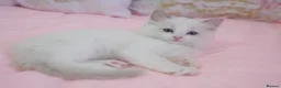Ragdoll cats for sale: Beautiful Ragdolls  in Oldbury - Advert 32