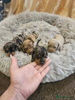 Miniature Dachshund dogs gorgeous dachshund puppy 🐶🐾 - Advert 7