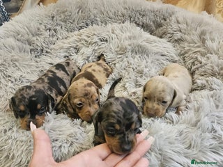 Miniature Dachshund dogs - Advert 30