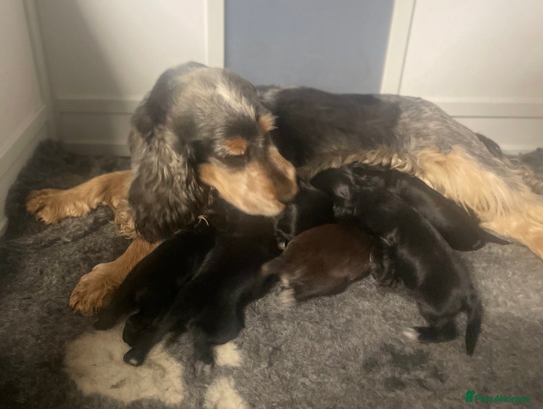 Cocker Spaniel dogs for sale: KC Registered Show Cocker Spaniel Puppies - Advert 5