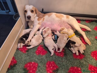 Beagle dogs Stunning litter of KC Reg besgle puppies - Advert 2