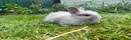 Lionhead rabbits for sale: Beautiful mini double maned lionheads  - Advert 4