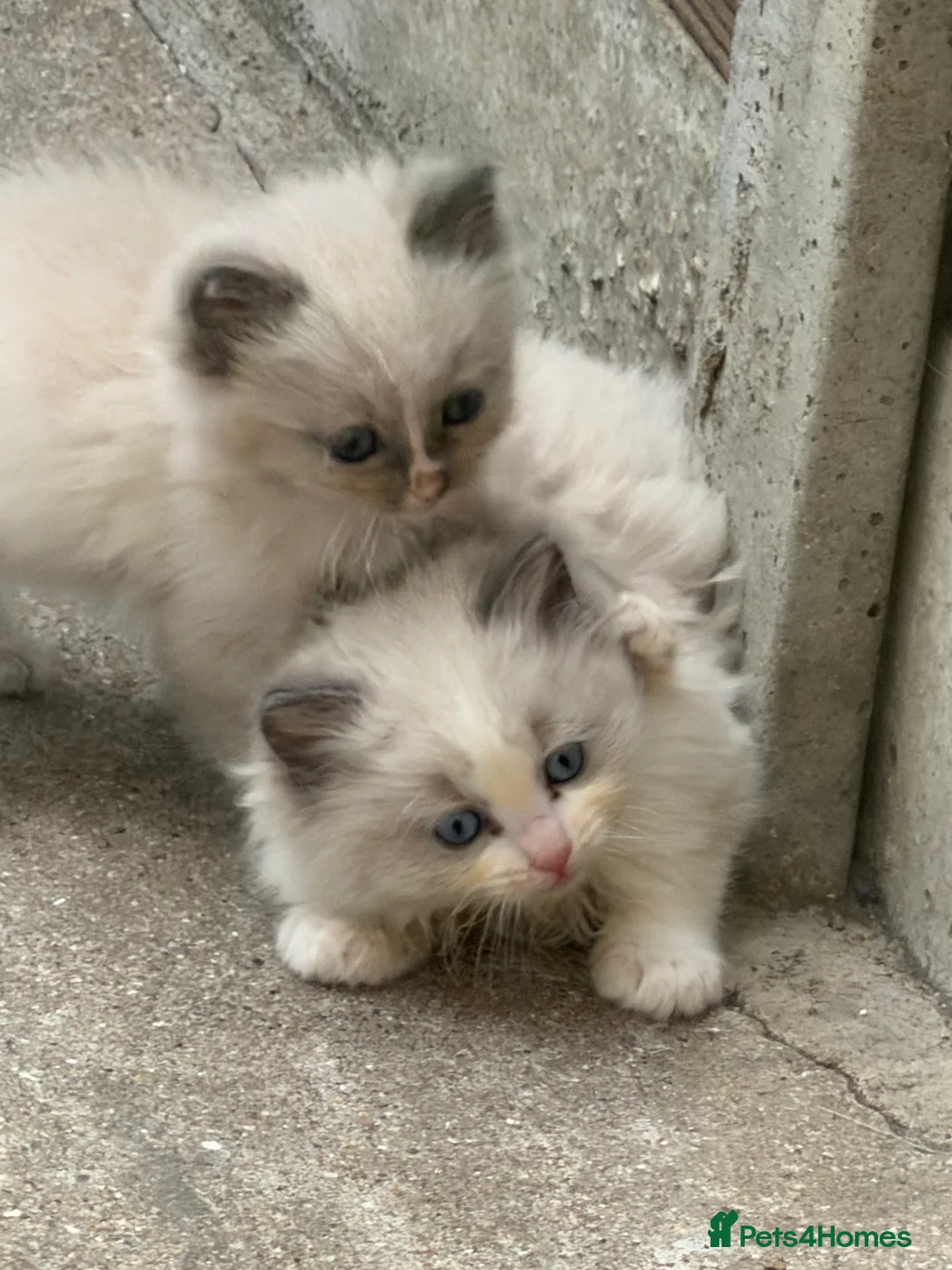Ragdoll cats for sale: 4 Full Breed Ragdolls - Advert 2