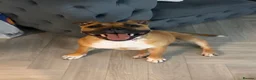 Staffordshire Bull Terrier dogs for sale: Red female staff puppy - Advert 5