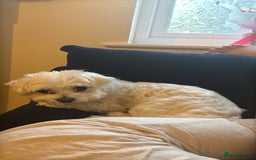 Maltese dogs for sale: Maltese boy for sale - Image 4