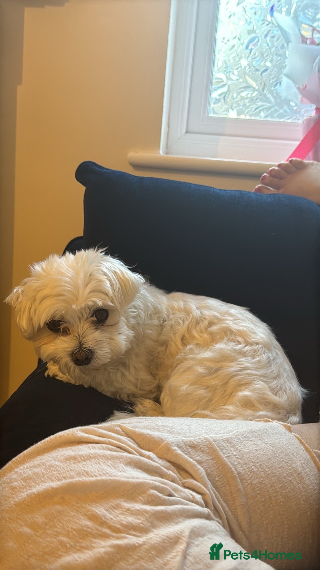 Maltese dogs for sale: Maltese boy for sale - Image 4