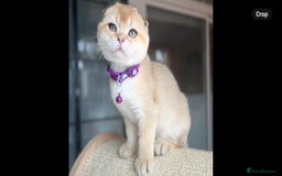 Scottish Fold cats for sale: Beautiful TICA-Reg Scottish Fold Girls - Image 10