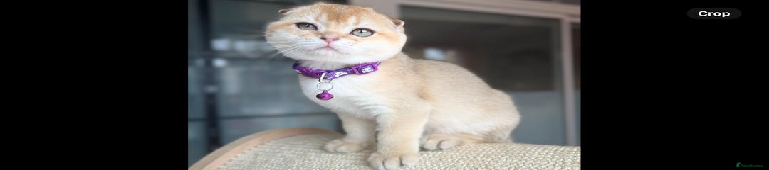 Scottish Fold Girl Kitten 