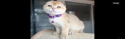 Scottish Fold cats for sale: Beautiful TICA-Reg Scottish Fold Girls - Advert 6