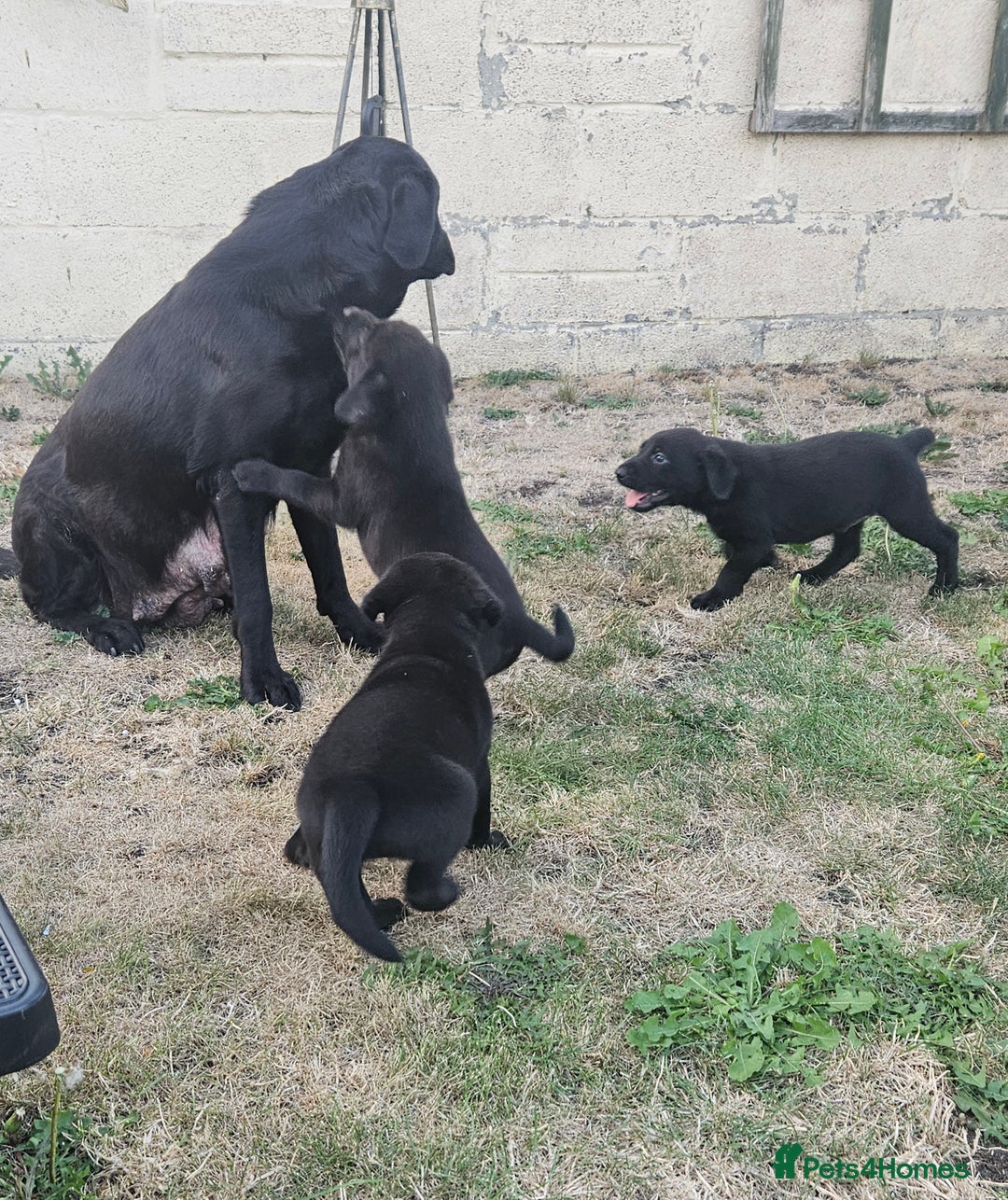 Labrador Retriever dogs for sale: Black Labrador Puppies for sale - Image 4
