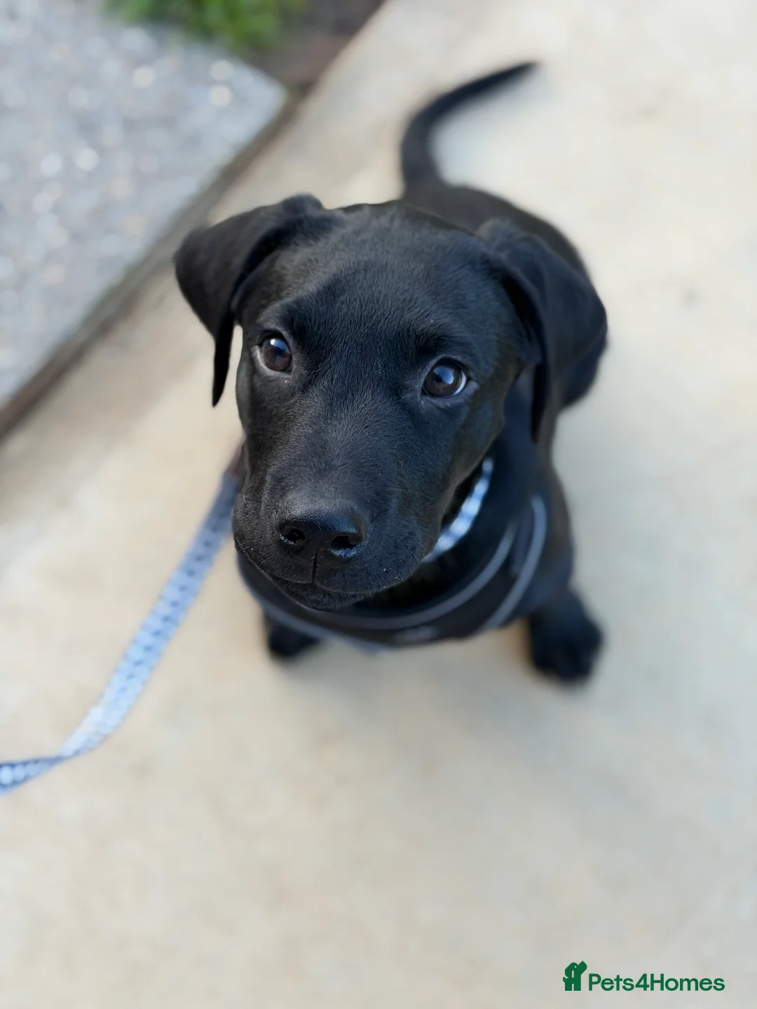 Labrador Retriever dogs for sale: Black Labrador Retreiver in Lowestoft - Advert 2