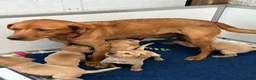 Labrador Retriever dogs for sale: Quality Fox Red Labrador pups KC reg  - Advert 7