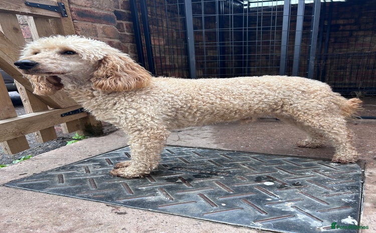 Miniature Poodle dogs - Advert 3