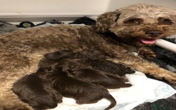 Cockapoo dogs for sale: Small cockapoo puppies ready late sept/early oct - Image 9