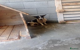 Mixed Breed dogs for adoption: Maude 10 yrs approx. Available for adoption. - Image 1