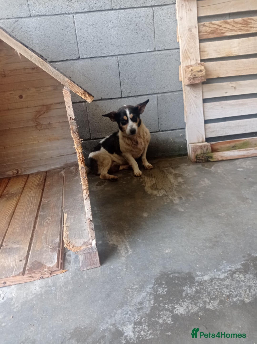 Mixed Breed dogs for adoption: Maude 10 yrs approx. Available for adoption. - Image 1