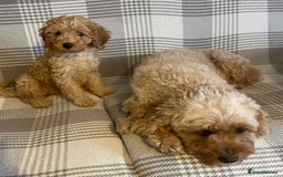 Cavapoo dogs for sale: Quality cavapoo puppies  - Image 4